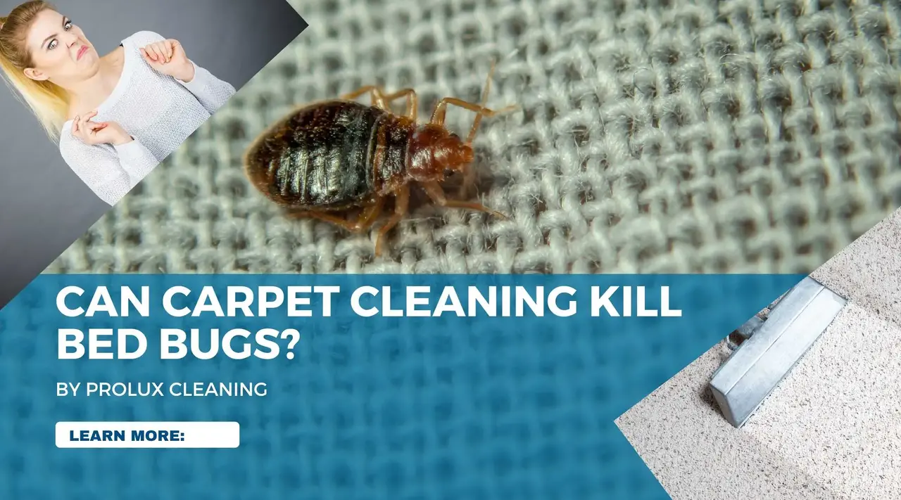 Does Carpet Cleaning Eliminate Bed Bugs?